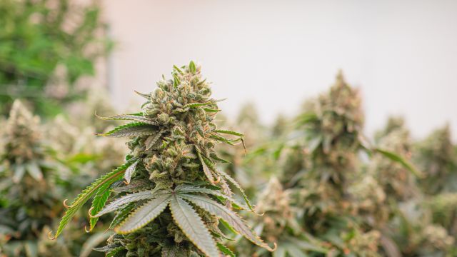 Медицинский каннабис не помогает при тревоге и депрессии