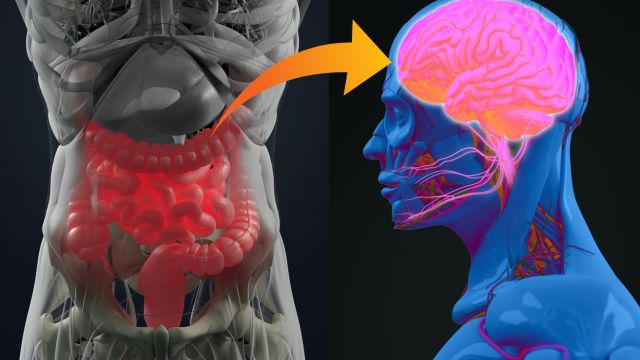 Механизм кишечника может открыть болезнь Альцгеймера