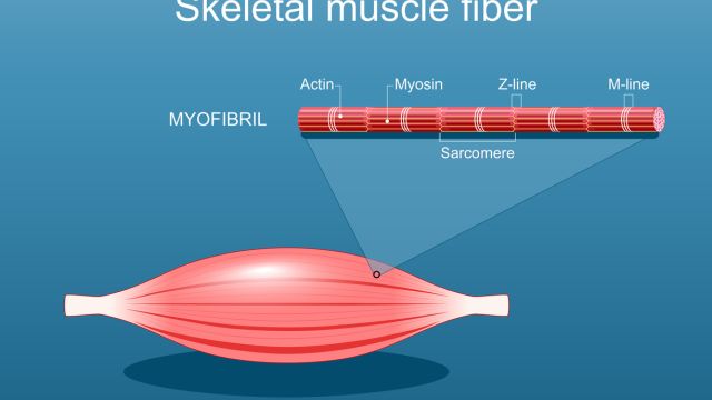 Молекулярный состав мышечного волокна определяет, насколько сильно и быстро оно сокращается.