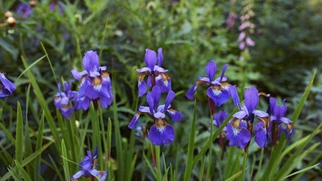 Ирис – помимо красоты, он еще обладает лечебными свойствами.