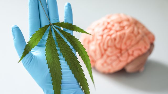 Употребление табака и каннабиса влияет на объем мозга