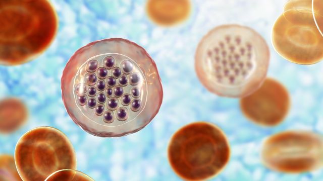 Малярия – причины, симптомы и современные методы лечения