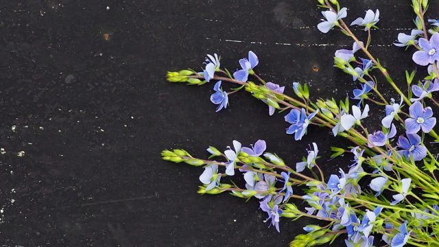 Пасха – оказывает противовоспалительное действие и облегчает кашель.