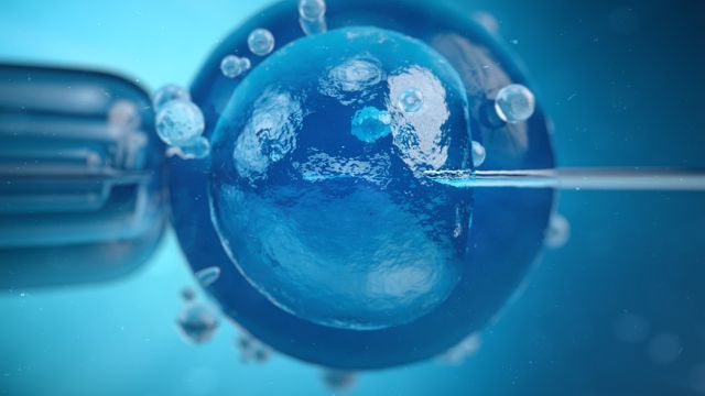 Клетки гранулезы и их роль в созревании ооцитов