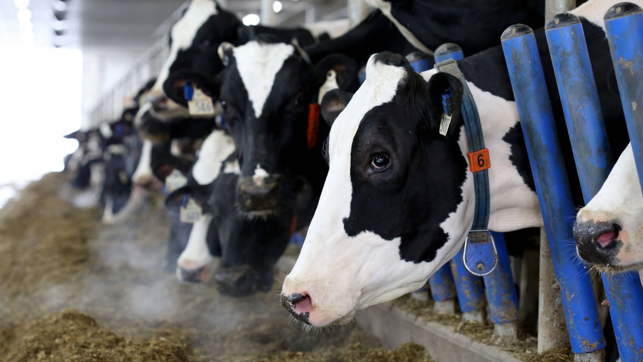 Молокозаводы хотят поддержки, чтобы мы не пили «украинское молоко с порохом»