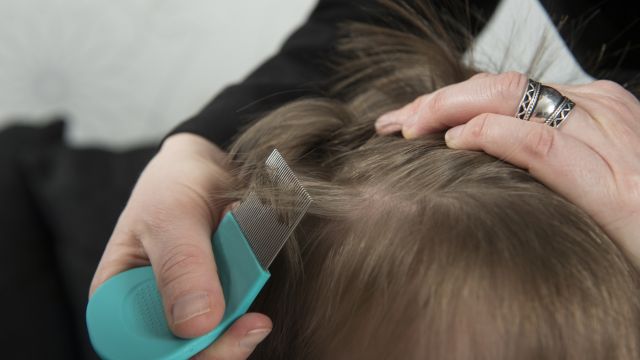 Можно ли иметь вшов и не чесаться?